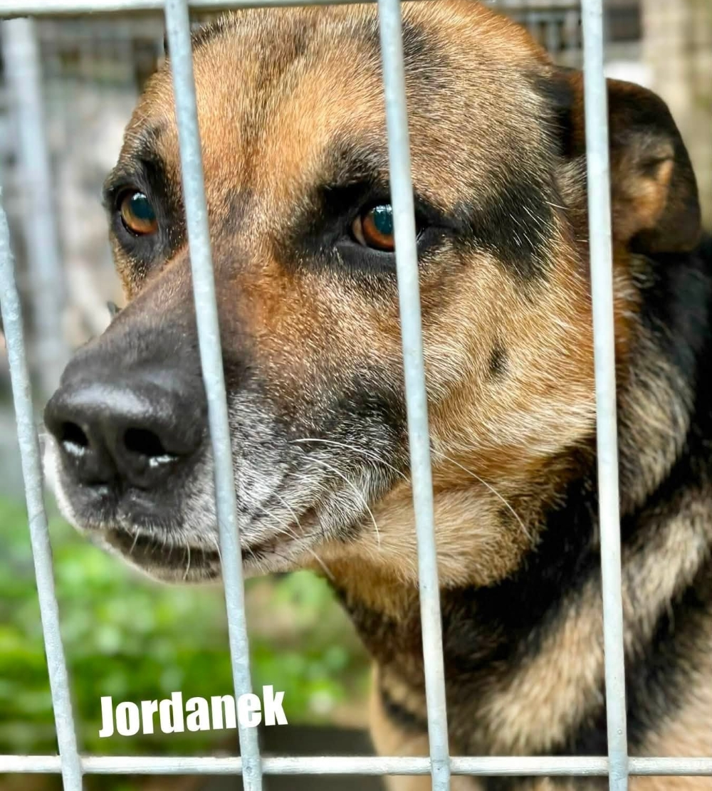 PIes do adopcji - Jordan